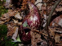 Skunk Cabbage - Morris County, NJ - 04/06/15