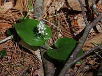 Canada Mayflower - Saratoga County, NY - 05/27/20