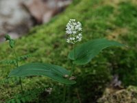 Canada Mayflower - Saratoga County, NY - 05/31/20