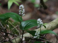 Canada Mayflower - Saratoga County, NY - 05/31/20