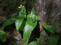 Canada Mayflower - Saratoga County, NY - 06/20/21