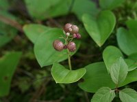 Canada Mayflower - Saratoga County, NY - 07/30/21