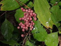 False Solomon's Seal - Albany County, NY - 08/25/20