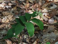 False Solomon's Seal - Saratoga County, NY - 05/23/21