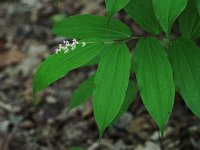 False Solomon's Seal - Saratoga County, NY - 05/27/20