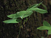 Solomon's Seal- Saratoga County, NY - 05/30/20