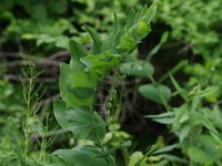 Solomon's Seal- Schenectady County, NY - 06/03/20