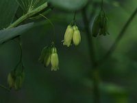 Solomon's Seal- Schenectady County, NY - 06/08/20