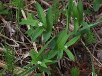 Star-Like False Solomon's-Seal - Saratoga County, NY - 05/16/21