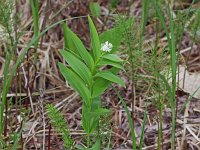 Star-Like False Solomon's-Seal - Saratoga County, NY - 05/16/21