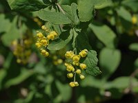 Common Barberry - non-native - Saratoga County, NY - 05/24/20