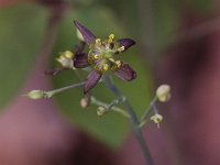 Early Blue Cohosh - Saratoga County, NY - 04/27/21