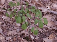 Early Blue Cohosh - Saratoga County, NY - 04/27/21