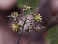 Early Blue Cohosh - Saratoga County, NY - 04/27/21