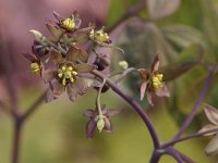 Early Blue Cohosh - Saratoga County, NY - 04/27/21