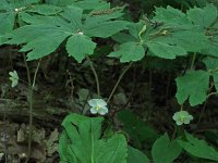 Mayapple - Saratoga County, NY - 05/24/21