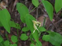 Large-Flowered Bellwort - Schenectady County, NY - 05/17/21