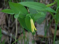 Perfoliate Bellwort - Albany County, NY - 05/25/06