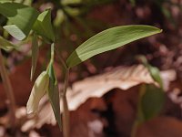 Wild Oats - Saratoga County, NY - 05/01/21