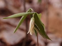 Wild Oats - Saratoga County, NY - 05/01/21