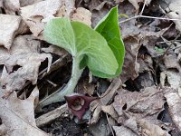 Canada Wild Ginger - Schenectady County, NY - 04/23/21