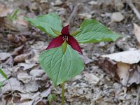 Red Trillium - Saratoga County, NY - 04/23/21