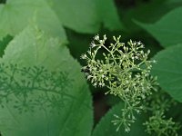 American Spikenard - Saratoga County, NY - 08/03/21
