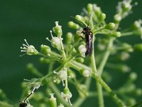 American Spikenard - Saratoga County, NY - 08/03/21