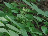 American Spikenard - Saratoga County, NY - 08/03/21