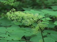 American Spikenard - Saratoga County, NY - 08/03/21