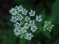 Bishop's Goutweed - non-native -  - Saratoga County, NY - 06/04/21