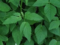 Bishop's Goutweed - non-native -  - Saratoga County, NY - 06/04/21