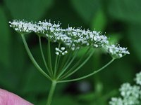 Bishop's Goutweed - non-native -  - Saratoga County, NY - 06/04/21