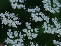 Bishop's Goutweed - non-native -  - Saratoga County, NY - 06/04/21