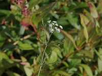 Bulblet-Bearing Water Hemlock - Saratoga County, NY - 08/26/20