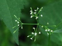 Canada Honewort - Saratoga County, NY - 06/04/21