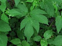 Canada Honewort - Saratoga County, NY - 06/04/21
