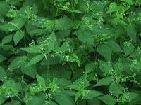 Canada Honewort - Saratoga County, NY - 06/04/21