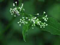 Canada Honewort - Saratoga County, NY - 06/04/21