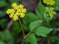 Golden Alexanders - Saratoga County, NY - 05/04/21