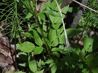 Golden Alexanders - Saratoga County, NY - 05/16/21