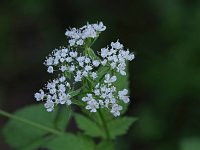 Long-Styled Sweet-Cicely - Saratoga County, NY - 05/19/21