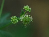Maryland Snakeroot - Saratoga County, NY - 06/08/20