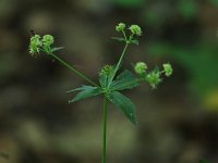Maryland Snakeroot - Saratoga County, NY - 06/08/20