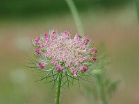 Queen Anne's Lace - Saratoga County, NY - 07/14/04