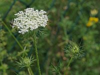 Queen Anne's Lace - Schenectady County, NY - 07/14/20