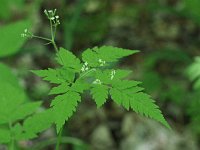 Sweet Cicely - Saratoga County, NY - 05/27/20