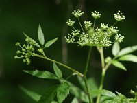 Water Hemlock - Saratoga County, NY - 06/13/20