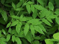 Water Hemlock - Saratoga County, NY - 07/03/21