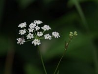 Water Parsnip - Saratoga County, NY - 08/09/20